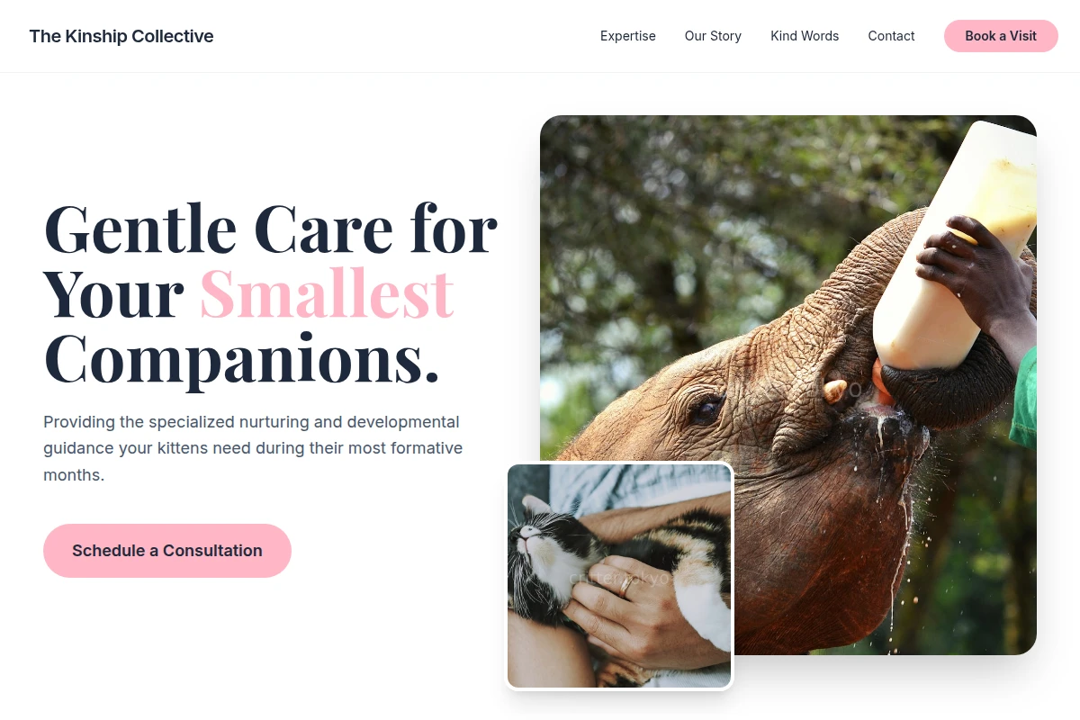 Kitten Animal Care
