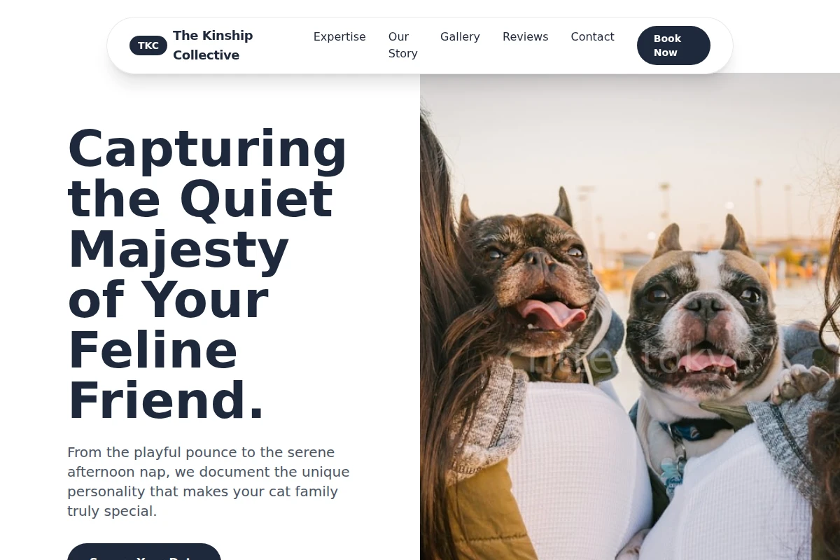 Feline Pet Photography